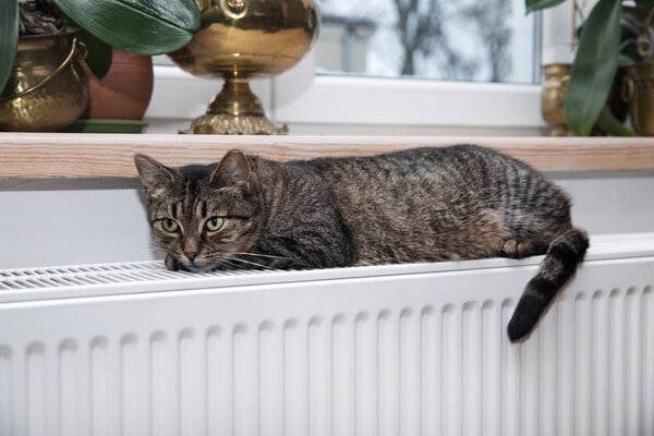 кошка на радиаторе, теплая, кошка Тэбби лежит на теплом радиаторе
