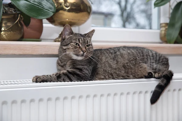 Gatto sul radiatore, caldo, gatto Tabby sdraiato un radiatore caldo — Foto Stock