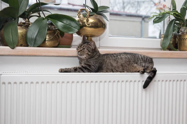 Gato en el radiador, caliente, gato Tabby que miente un radiador caliente — Foto de Stock