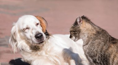 köpek ve kedi dostluk, kedi ve köpek aşık