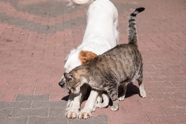 Köpek ve kedi dostluk, kedi ve köpek aşık — Stok fotoğraf