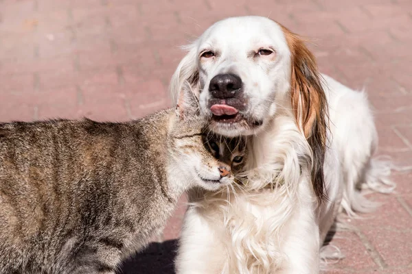 Cão e gato amizade, gato e cão no amor — Fotografia de Stock
