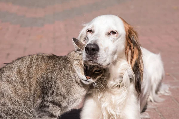 Amistad perro y gato, gato y perro en el amor — Foto de Stock