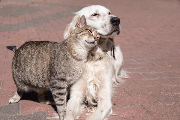 köpek ve kedi dostluk, kedi ve köpek aşık
