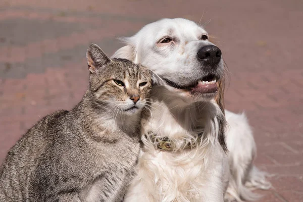 köpek ve kedi dostluk, kedi ve köpek aşık
