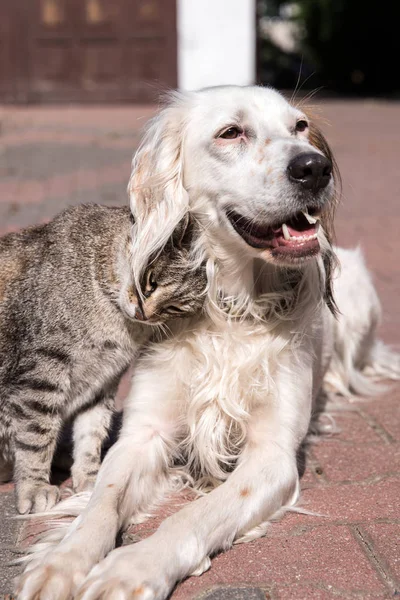 Amistad perro y gato, gato y perro en el amor — Foto de Stock