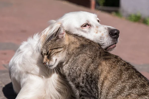 Dog and cat friendship, cat and dog in love — Stock Photo, Image