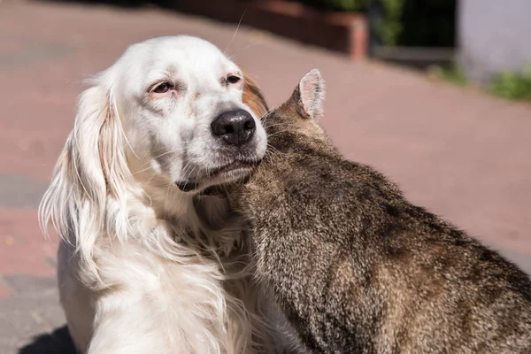 狗和猫的友谊，猫和狗在爱 — 图库照片