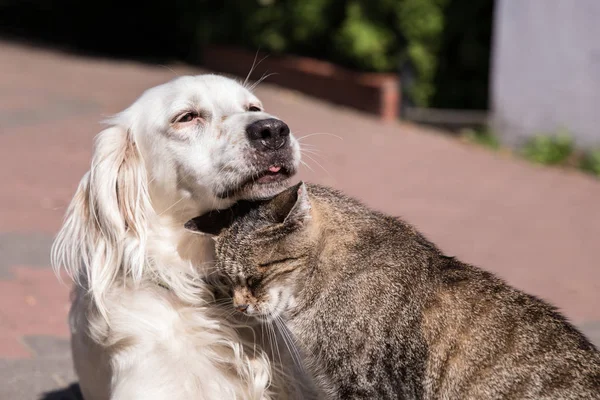 Dog and cat friendship, cat and dog in love — Stock Photo, Image