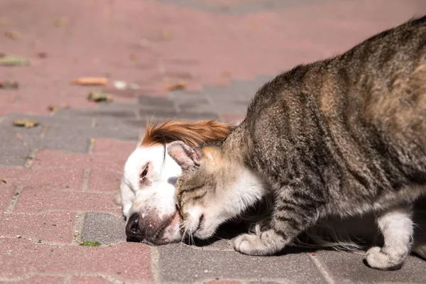 Köpek ve kedi dostluk, kedi ve köpek aşık — Stok fotoğraf