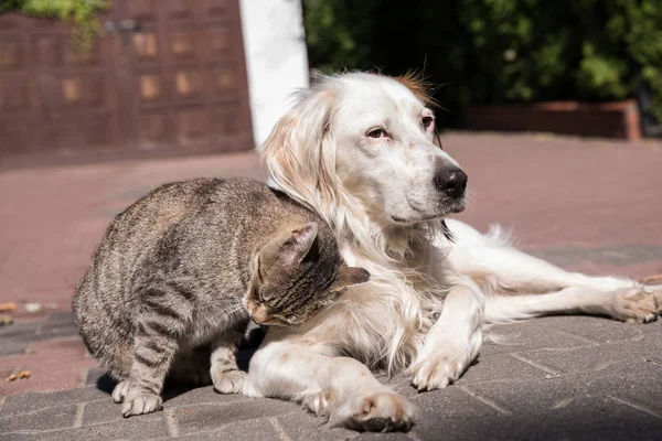Dog and cat friendship, cat and dog in love — Stock Photo, Image