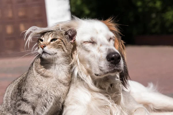 개와 고양이 우정, 사랑에 고양이와 개 — 스톡 사진