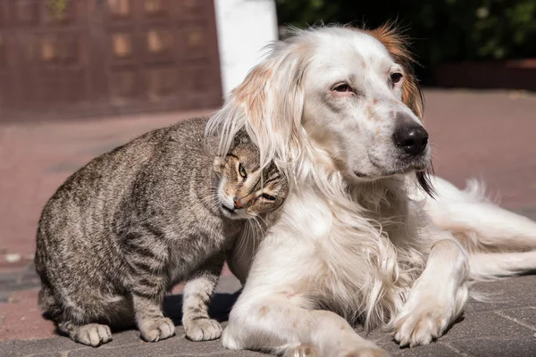 Pies i kot przyjaźń, kot i pies w miłość — Zdjęcie stockowe