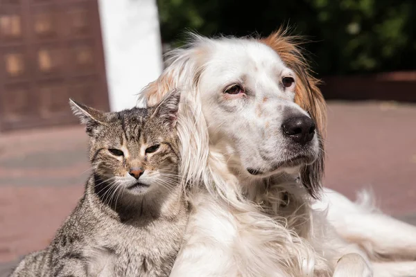 Cão e gato amizade, gato e cão no amor — Fotografia de Stock