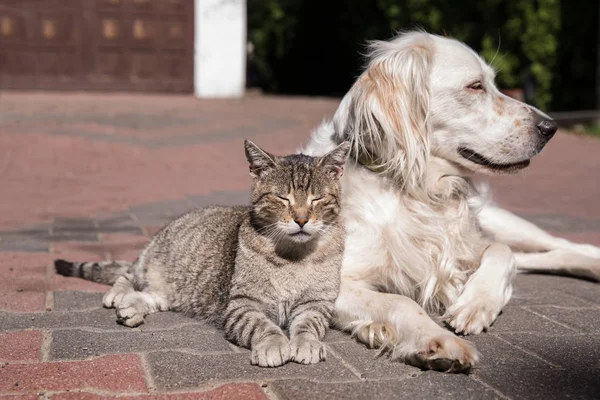 Cão e gato amizade, gato e cão no amor — Fotografia de Stock