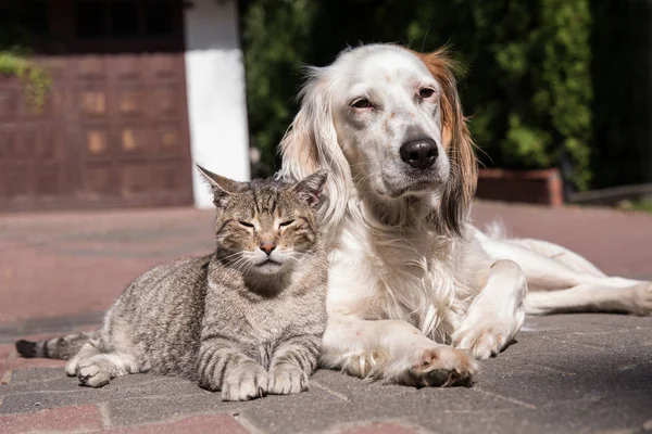 Dog and cat friendship, cat and dog in love — Stock Photo, Image