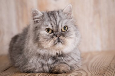 Sevimli farsça gri kedi yavrusu