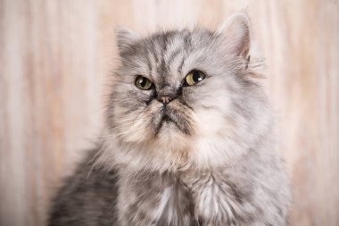 Sevimli farsça gri kedi yavrusu