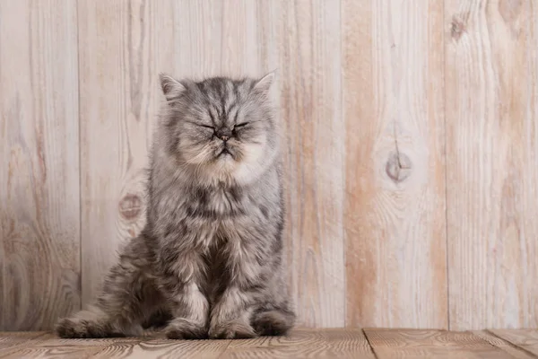 Roztomilé perské šedé kotě — Stock fotografie