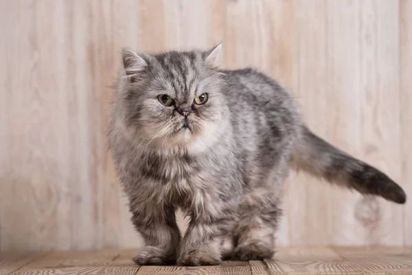 Schattig Perzisch grijs kitten — Stockfoto