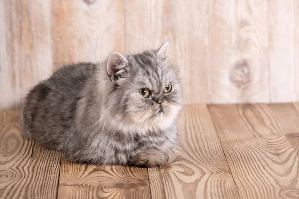 Schattig Perzisch grijs kitten — Stockfoto