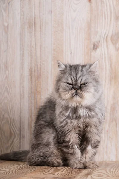 Gatinho cinza persa bonito — Fotografia de Stock