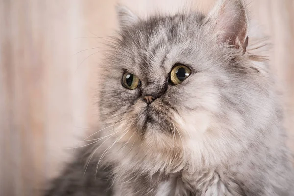 Gatito gris persa lindo — Foto de Stock