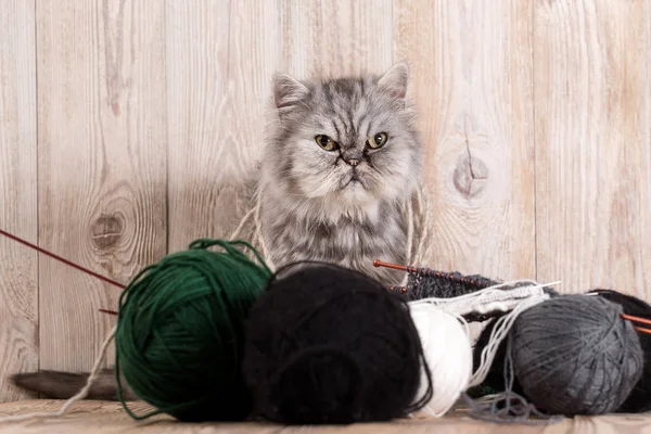 Gato persa cinza fofo com uma bola de fio — Fotografia de Stock