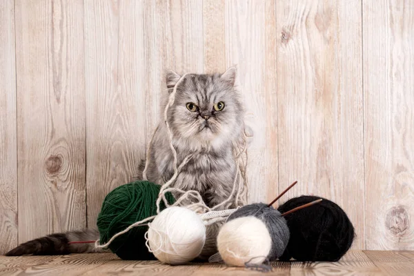 Пушистый серый персидский кот с клубком пряжи — стоковое фото