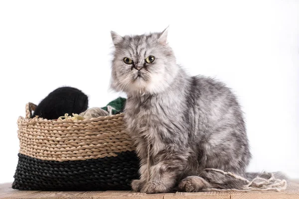 Fluffy grey persian cat with a ball of yarn — Stock Photo, Image