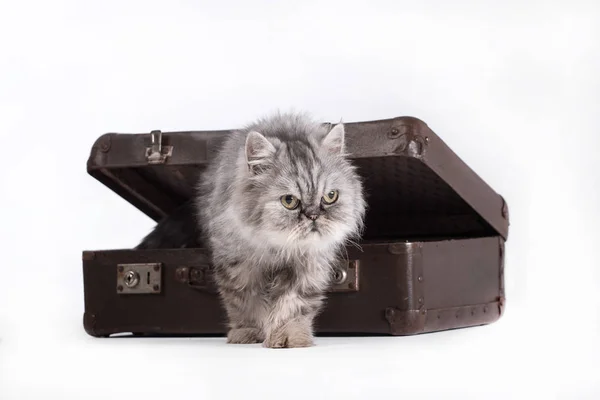 Adorable gato gris en bolsa de viaje sobre fondo blanco — Foto de Stock