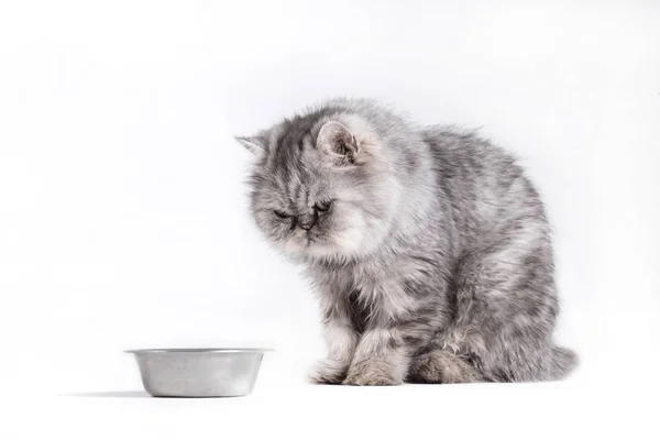 Cat waiting for food on a white background, Portrait of persian cat looking at empty bowl — Stock Photo, Image