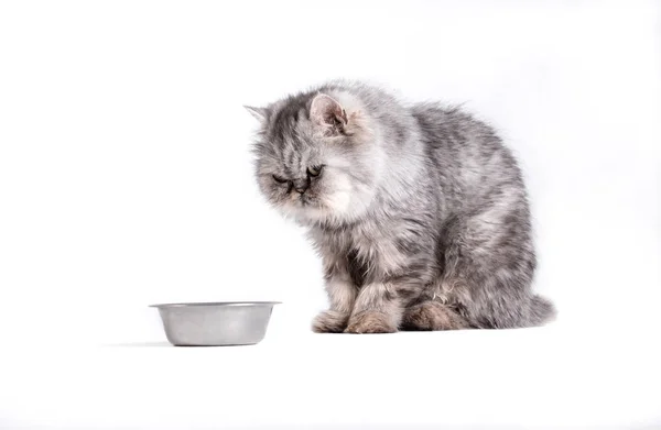 Gatto in attesa di cibo su sfondo bianco, Ritratto di gatto persiano guardando ciotola vuota — Foto Stock