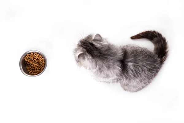 Cat waiting for food on a white background, Portrait of persian cat looking at empty bowl — Stock Photo, Image