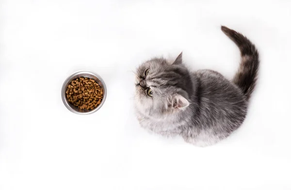 Cat waiting for food on a white background, Portrait of persian cat looking at empty bowl — Stock Photo, Image