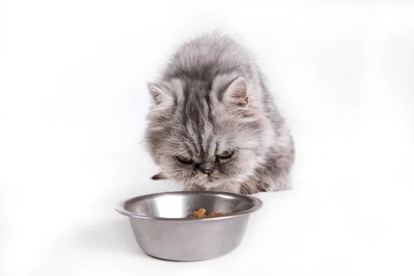 Gato esperando comida en un fondo blanco, Retrato de gato persa mirando cuenco vacío — Foto de Stock