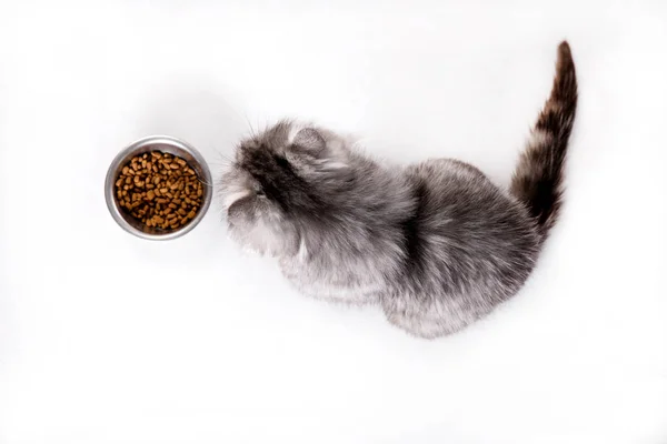 Cat waiting for food on a white background, Portrait of persian cat looking at empty bowl — Stock Photo, Image