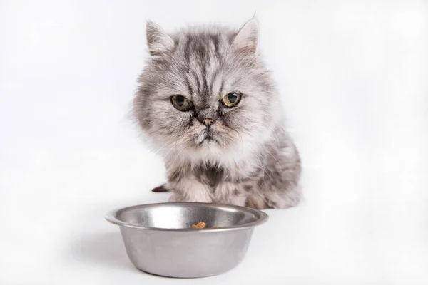 Gatto in attesa di cibo su sfondo bianco, Ritratto di gatto persiano guardando ciotola vuota — Foto Stock