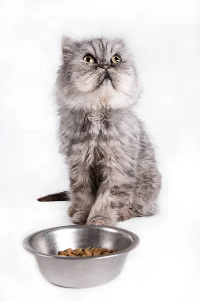 Gatto in attesa di cibo su sfondo bianco, Ritratto di gatto persiano guardando ciotola vuota — Foto Stock