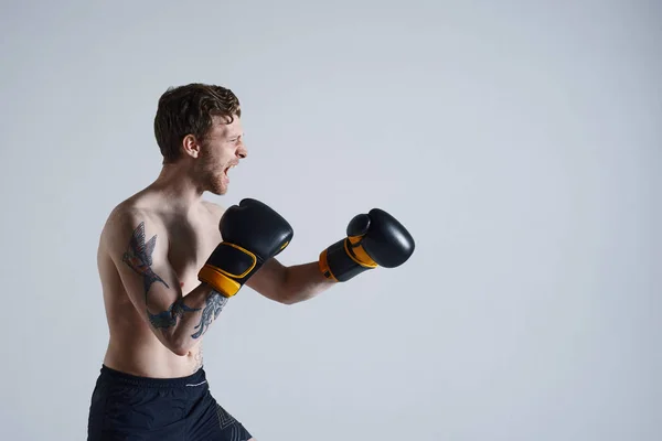 Profile shot of professional young bearded boxer with tattoos on arm screaming fiercely standing in defensive position, keeping hands in front of him, ready to punch his enemy, getting mad and furious