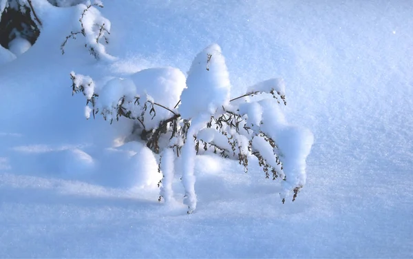 Dia Ensolarado Floresta Inverno — Fotografia de Stock