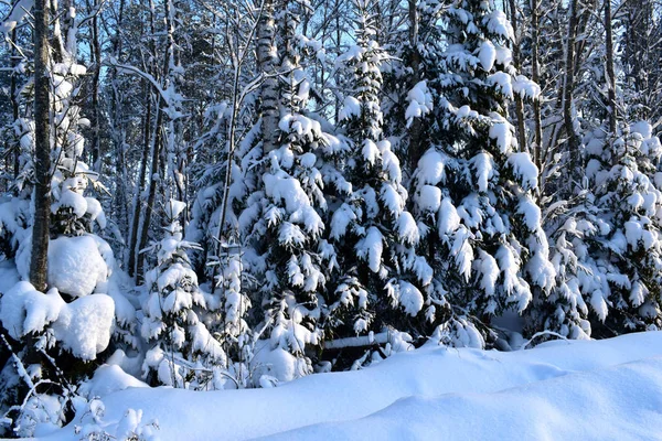 Día Soleado Bosque Invierno — Foto de Stock