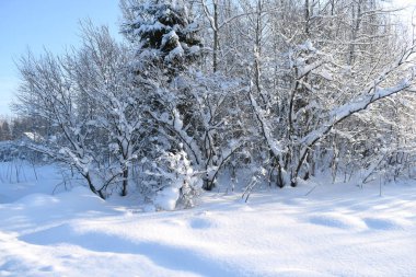 ormandaki forestsnow kaplı ağaçlar karla kaplı ağaçlarda