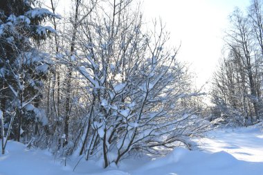 ormandaki forestsnow kaplı ağaçlar karla kaplı ağaçlarda