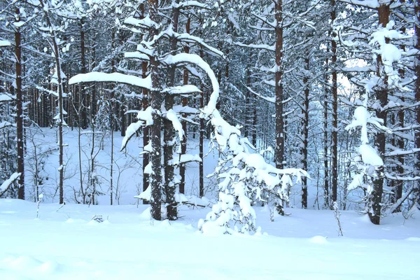 snow-covered trees in the forestsnow-covered trees in the forest