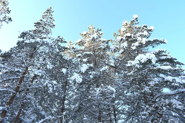 Árvores Cobertas Neve Florestaárvores Cobertas Neve Floresta — Fotografia de Stock