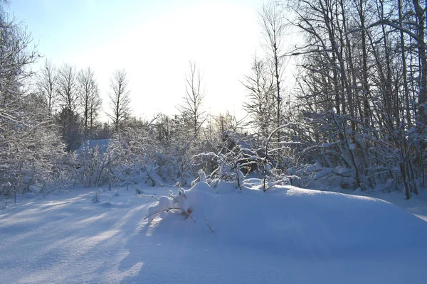 Drzewa Pokryte Śniegiem Lesie — Zdjęcie stockowe