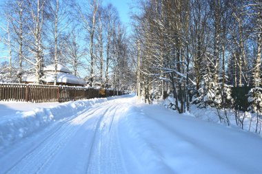  Kış ormanlarında Noel ağaçları