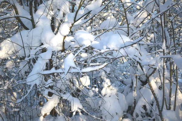 Winter Forest Snow — Stock Photo, Image