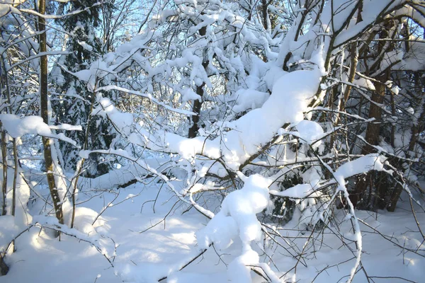 Winter Forest Snow — Stock Photo, Image
